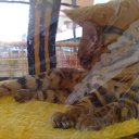 ���� ������, ������, 36 ��� - ��������� 8 ������� 2012