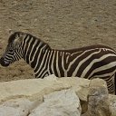 ���� Viktor Ne Golosuju, ������, 62 ���� - ��������� 12 �������� 2011 � ������ �Dublin Zoo�