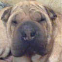 ���� ����, �����, 55 ��� - ��������� 13 ��� 2012 � ������ ���� ����������