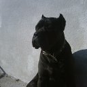  , , 36  -  17  2011   my little puppy