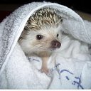 ���� ��������, ��������, 43 ���� - ��������� 17 ������� 2011 � ������ ���� ����������