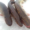 ���� ���������- ���� �������� !!, ������ - ��������� 9 ������� 2013 � ������ �9 ������� 2013� !!!!�