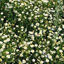 ���� ������, ������, 52 ���� - ��������� 1 ������� 2011 � ������ �������