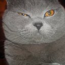 ���� ������, ������, 49 ��� - ��������� 21 ������� 2011 � ������ �PetLove�