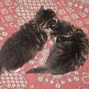 ���� ���������, ������ ��������, 46 ��� - ��������� 28 ������ 2009 � ������ ���� ��������: ������� (31.10.09)�