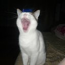 ���� �����, ���������, 34 ���� - ��������� 1 �������� 2010 � ������ ���� ������� ��������