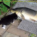 ���� ����� - ���������� ��������!!!, �����������, 56 ��� - ��������� 13 ������� 2009 � ������ ��������� ����һ