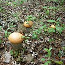 ���� ������, �����������, 60 ��� - ��������� 5 ���� 2012 � ������ ���� ����������