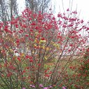 ���� ����, ����������� - ��������� 7 ������ 2010 � ������ �������