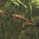 ���� ������, ���������, 66 ��� - ��������� 14 �������� 2010 � ������ ��� �������