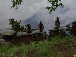 ���� �����, ������, 46 ��� - ��������� 20 ����� 2012