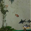 ���� ����������, �����������, 49 ��� - ��������� 29 ������� 2010 � ������ �������