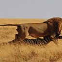 ���� ������, �����-���������, 62 ���� - ��������� 3 ������ 2012