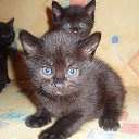 ���� ��������, �����������, 85 ��� - ��������� 15 ������� 2009 � ������ �������