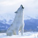 ���� Einsamer Wolf, ������������, 71 ��� - ��������� 1 ���� 2013 � ������ ���� ����������