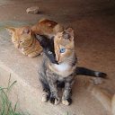 ���� �����, ������, 45 ��� - ��������� 14 ������� 2012 � ������ �������