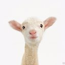 ���� �������, �����������, 39 ��� - ��������� 10 ������ 2012 � ������ �������