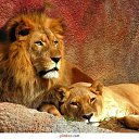 ���� ���������, ������������ - ��������� 26 ������ 2012 � ������ �����-����� ����� �������(lions, living signs of the zodiac)�