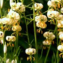 ���� �������, ����, 40 ��� - ��������� 7 ���� 2010 � ������ ������ ��� ��� )))�