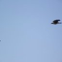 ���� �������, ���������, 41 ��� - ��������� 24 ������� 2012 � ������ ���� ����������