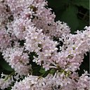 ���� ������, ���������, 62 ���� - ��������� 12 ���� 2012 � ������ �12 �����