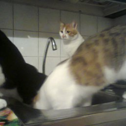 ����� �������)