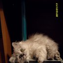 ���� ������, ���������, 37 ��� - ��������� 19 ����� 2010 � ������ �������