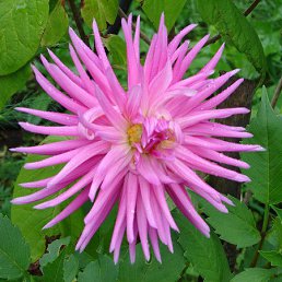 ���������, �����������, 84 ����