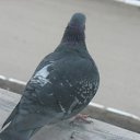���� Uroda, ��������, 85 ��� - ��������� 13 ������ 2011 � ������ �������