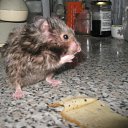 ���� (=����������=), ������, 31 ��� - ��������� 9 ������ 2012 � ������ �������(����) ��� ���� R.I.P.�