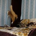 ���� ����, �������� ���� - ��������� 15 ������� 2009 � ������ ���� ����������