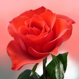 ���� ����, ����������, 71 ��� - ��������� 16 ������� 2011