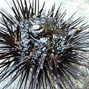 ���� ����, �������, 42 ���� - ��������� 19 ������� 2012 � ������ �������