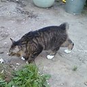 ���� Larisa, �������, 61 ��� - ��������� 13 ���� 2013 � ������ ����� ��� ������������