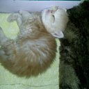 ���� ���� (����), �����������, 39 ��� - ��������� 17 ������� 2010 � ������ ������