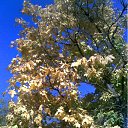 ���� ����(�� �������), ��������������, 62 ���� - ��������� 14 ������� 2011 � ������ ���������������