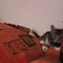 ���� ����, ������, 36 ��� - ��������� 2 ������� 2011 � ������ ���������