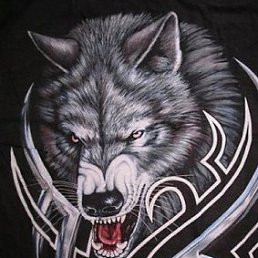 Wolff, ������, 45 ���