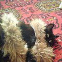 ��� ���� �� ������� �������