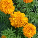 ���� �������, ������, 60 ��� - ��������� 2 ������� 2011