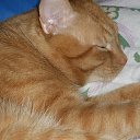 ���� ����� �� ������� ����� ��� ������������