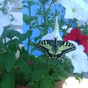 ���� ��������, ��������� - ��������� 21 ������� 2012 � ������ �������