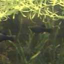 ���� ������, ���������, 66 ��� - ��������� 14 �������� 2010 � ������ ��� �������