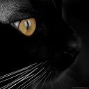  Olik, , 37  -  15  2010   