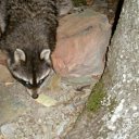 ���� �����, �����, 30 ��� - ��������� 29 ������� 2011 � ������ ����� � ����