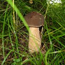 ���� ������, �����������, 65 ��� - ��������� 25 ��� 2012 � ������ ���� ����������