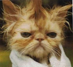 ���� ����, �����-���������, 38 ��� - ��������� 7 �������� 2011