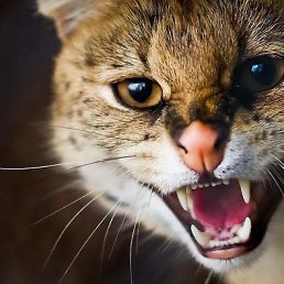 �����, ����, 50 ���