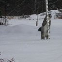 ���� ���������, �������, 67 ��� - ��������� 22 ��� 2013 � ������ ���� ����������