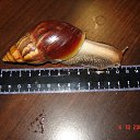 ���� �����, �����-���������, 57 ��� - ��������� 25 ������ 2009 � ������ �������